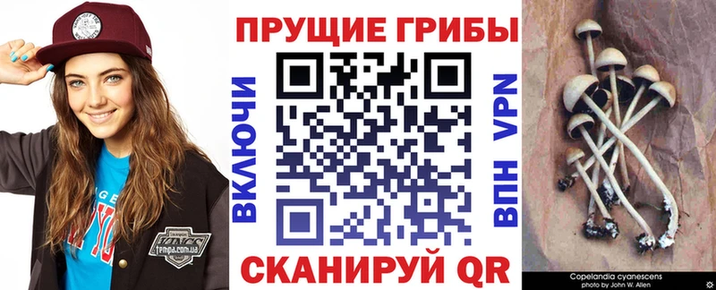 Купить  Боровск  Галлюциногенные грибы Magic Shrooms 